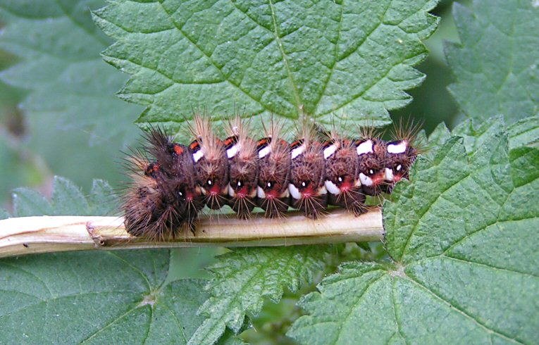 Yellow-tail moth caterpillar